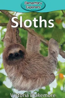 Leniwce - Sloths