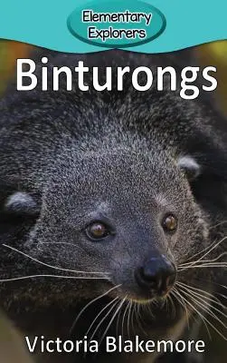 Binturongi - Binturongs