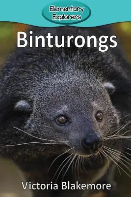 Binturongi - Binturongs