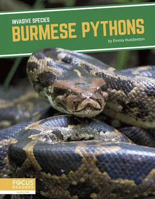 Pytony birmańskie - Burmese Pythons