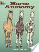 Anatomia konia - Horse Anatomy