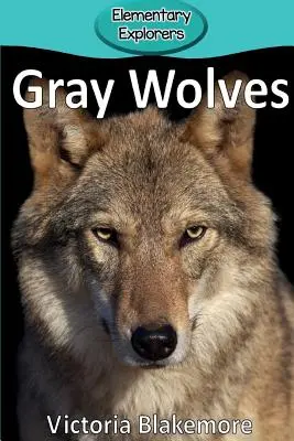 Szare wilki - Gray Wolves