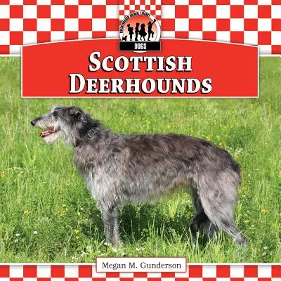 Szkockie psy gończe - Scottish Deerhounds