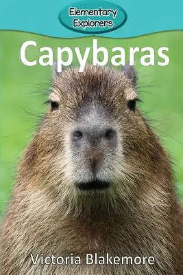 Kapibary - Capybaras