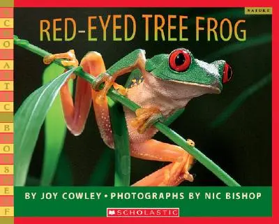 Czerwonooka żaba drzewna - Red-Eyed Tree Frog