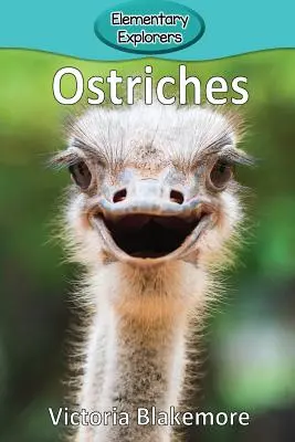 Strusie - Ostriches