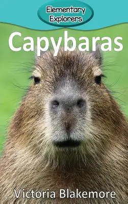 Kapibary - Capybaras
