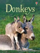 Osły - Donkeys