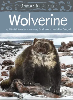 Ilustrowane zwierzęta: Rosomak - Animals Illustrated: Wolverine