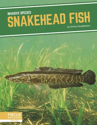 Ryba wężogłowa - Snakehead Fish