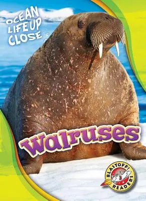 Morsy - Walruses