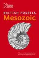 Brytyjskie skamieniałości mezozoiczne - British Mesozoic Fossils