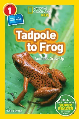 National Geographic Readers: Od kijanki do żaby (L1/Co-Reader) - National Geographic Readers: Tadpole to Frog (L1/Co-Reader)