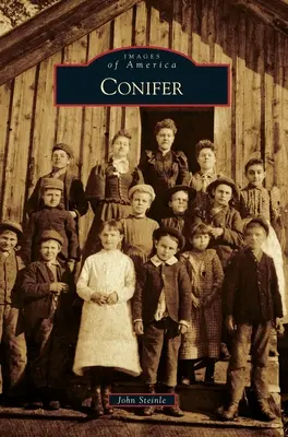 Drzewo iglaste - Conifer