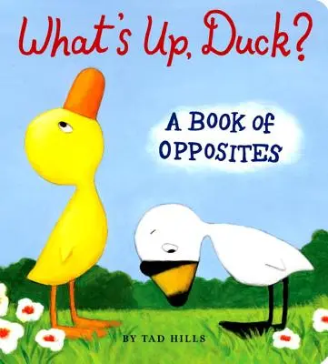 Co jest, kaczuszko?: Księga przeciwieństw - What's Up, Duck?: A Book of Opposites