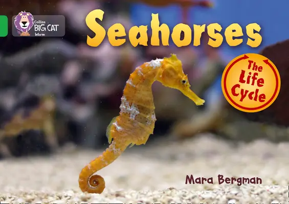 Koniki morskie - Seahorses