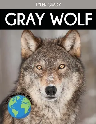 Szary wilk: Fascynujące fakty o zwierzętach dla dzieci - Gray Wolf: Fascinating Animal Facts for Kids