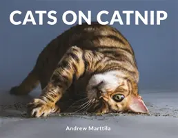 Koty na kocimiętce - Cats on Catnip