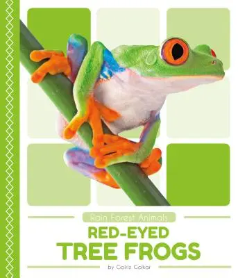 Czerwonookie żaby drzewne - Red-Eyed Tree Frogs