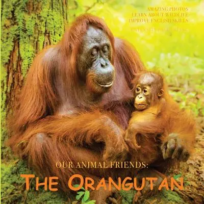 Orangutan - The Orangutan