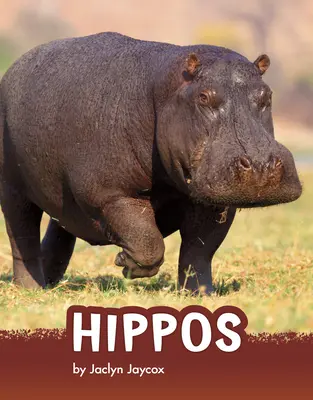 Hipopotamy - Hippos