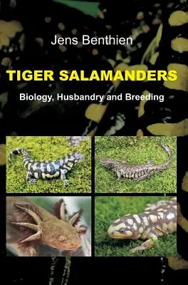 Salamandry tygrysie - Tiger Salamanders