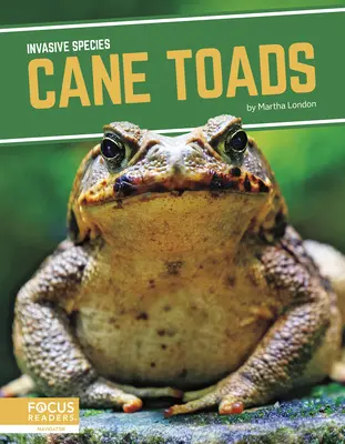 Ropuchy trzcinowe - Cane Toads