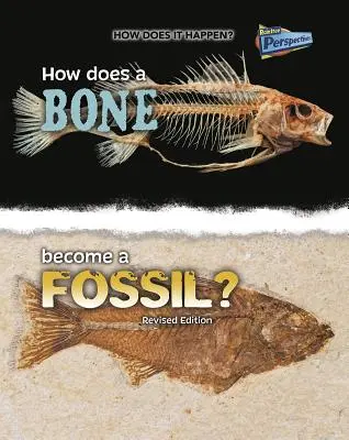 Jak kość staje się skamieniałością? - How Does a Bone Become a Fossil?