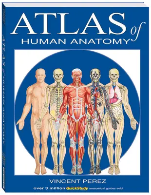 Atlas anatomii człowieka - Atlas of Human Anatomy