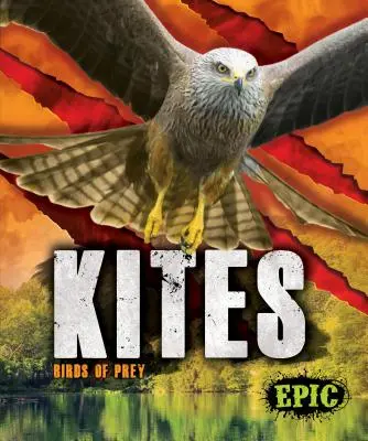 Latawce: ptaki drapieżne - Kites: Birds of Prey