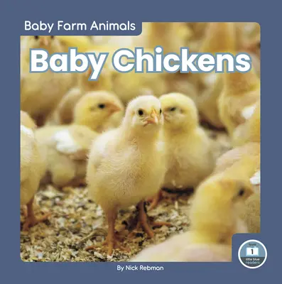 Kurczaki - Baby Chickens