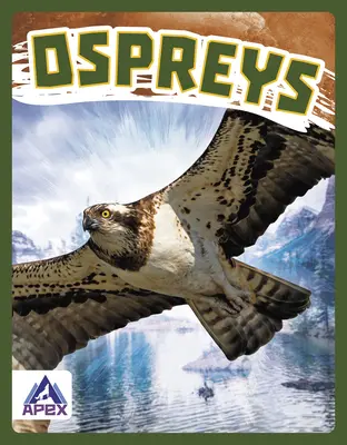 Rybołowy - Ospreys