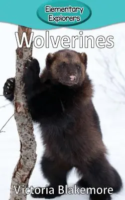 Rosomaki - Wolverines