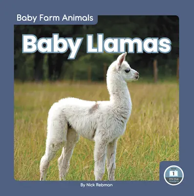 Małe lamy - Baby Llamas