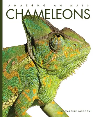 Kameleony - Chameleons