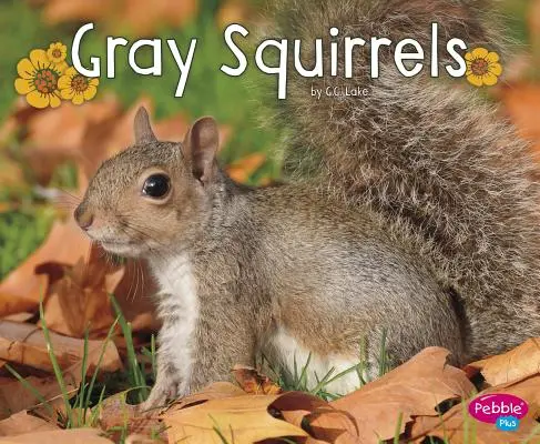 Szare wiewiórki - Gray Squirrels