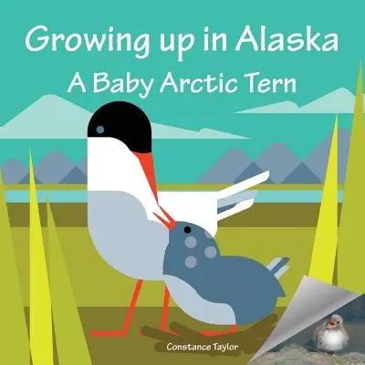 Dorastanie na Alasce: Mała rybitwa popielata - Growing up in Alaska: A Baby Arctic Tern