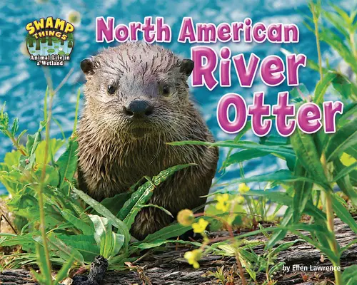 Północnoamerykańska wydra rzeczna - North American River Otter