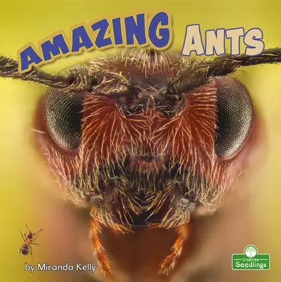 Niesamowite mrówki - Amazing Ants