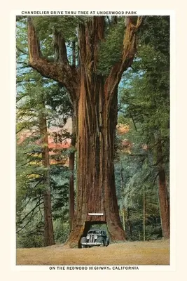 Vintage Journal Samochód jadący przez Redwood - The Vintage Journal Car Driving through Redwood