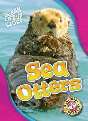 Wydry morskie - Sea Otters