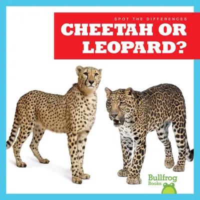 Gepard czy lampart? - Cheetah or Leopard?