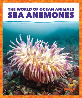 Ukwiały morskie - Sea Anemones