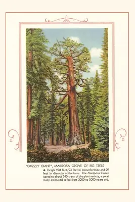 The Vintage Journal Grizzly gigant, Mariposa Big Trees - The Vintage Journal Grizzly giant, Mariposa Big Trees