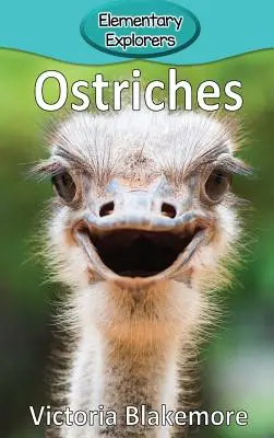 Strusie - Ostriches