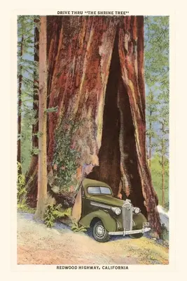 The Vintage Journal Samochód jadący przez Redwood, Kalifornia - The Vintage Journal Car Driving through Redwood, California