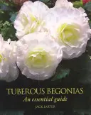 Begonie bulwiaste - niezbędny przewodnik - Tuberous Begonias - An Essential Guide