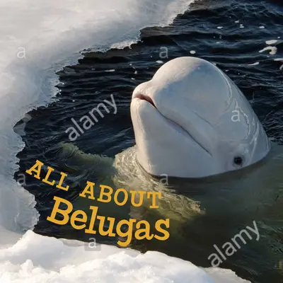 Wszystko o belugach: Wydanie angielskie - All about Belugas: English Edition