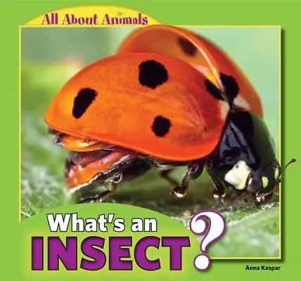 Co to jest owad? - What's an Insect?