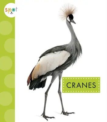 Żurawie - Cranes